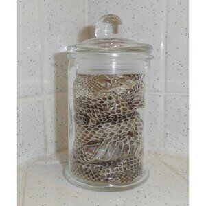 Glass Apothecary Jar w/ Eastern Rat Snake Skin Shed oddity curiosity reptile